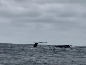 Wale an der Isla de la Plata
