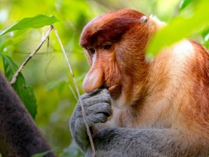 Malaysia Familien Beitragsbild Nasenaffe auf einem Baum