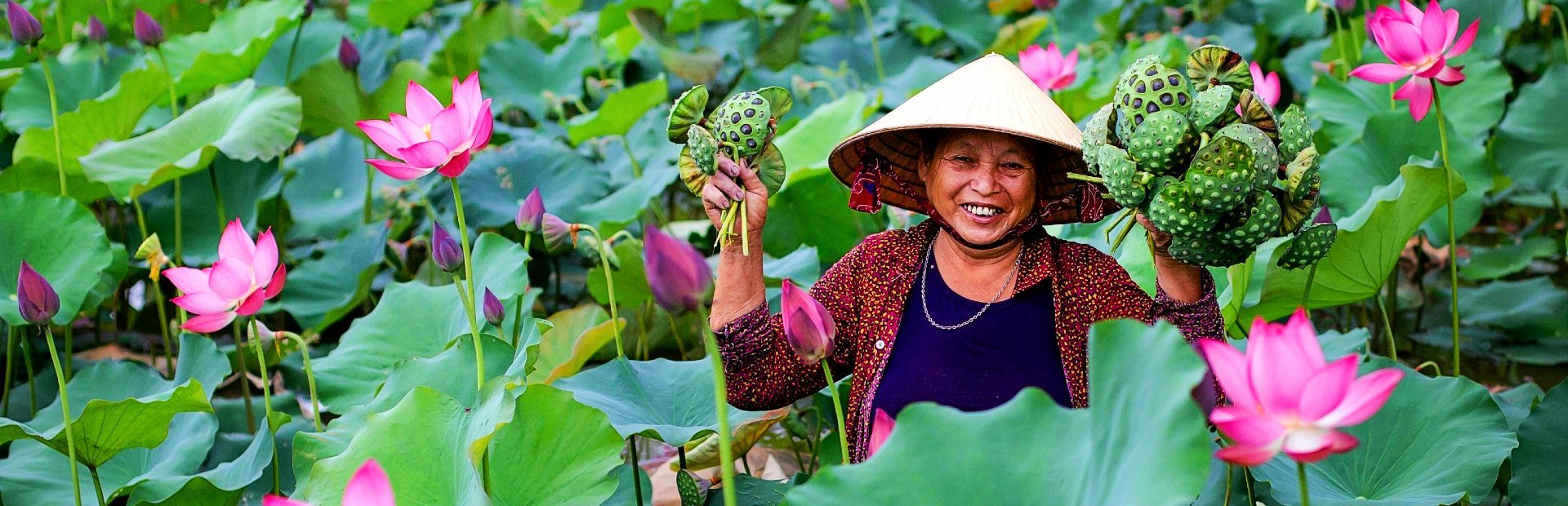 Vietnamesin erntet Lotussamen zwischen Lotusblumen in Vietnam