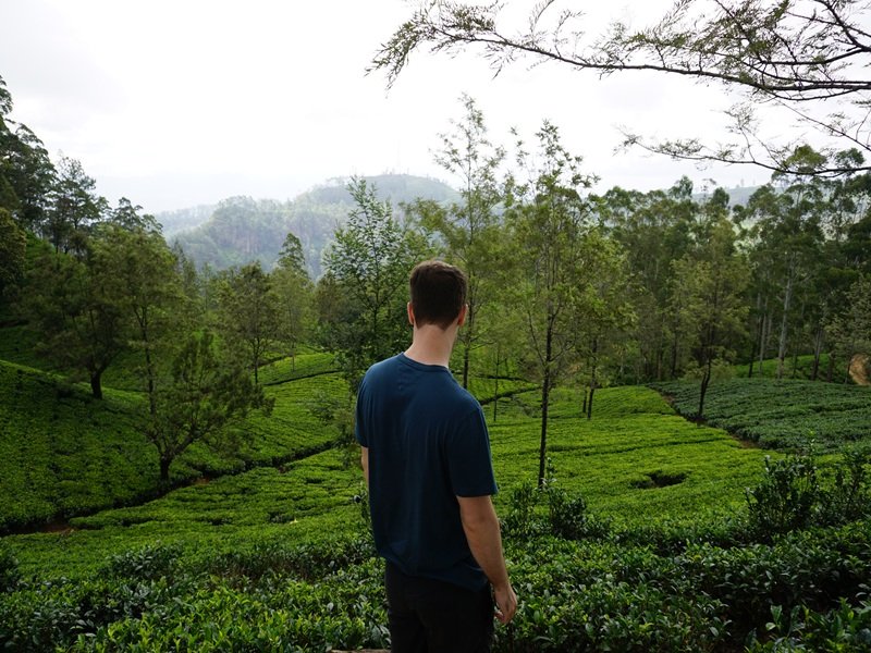 Mann schaut über eine große Teeplantage in Sri Lanka