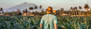 Reisender vor Zuckerrohplantage auf Bali