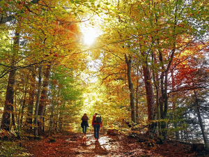 Wandern durch einen Herbstwald