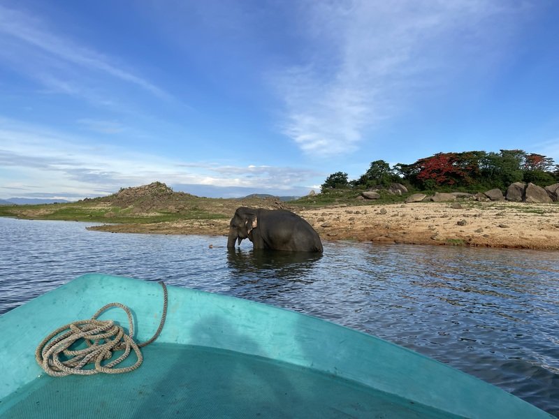 Elefant in Gal Oya in Sri Lanka