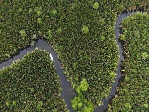 Blick auf den grünen, dichten Regenwald auf Borneo, der von einem Fluss durchzogen wird