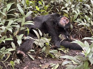 Verspielter Schimpanse im Budongo Forest
