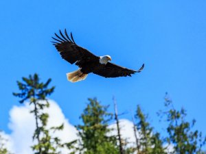Weißkopfseeadler im Yukon, Kanada