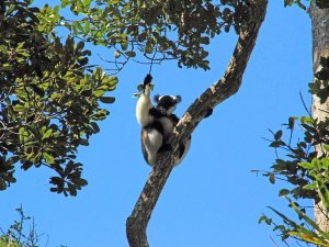 Madagaskar Maki