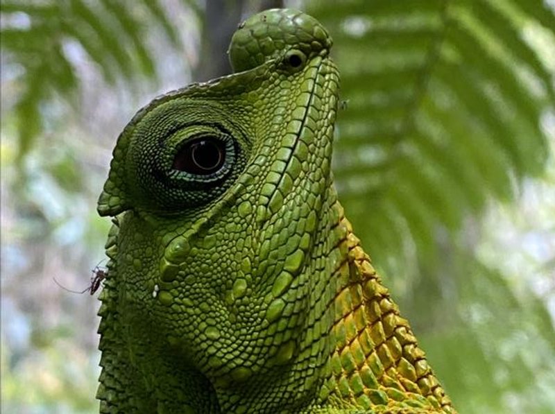 Chamäleon im Sinharaja Regenwald in Sri Lanka