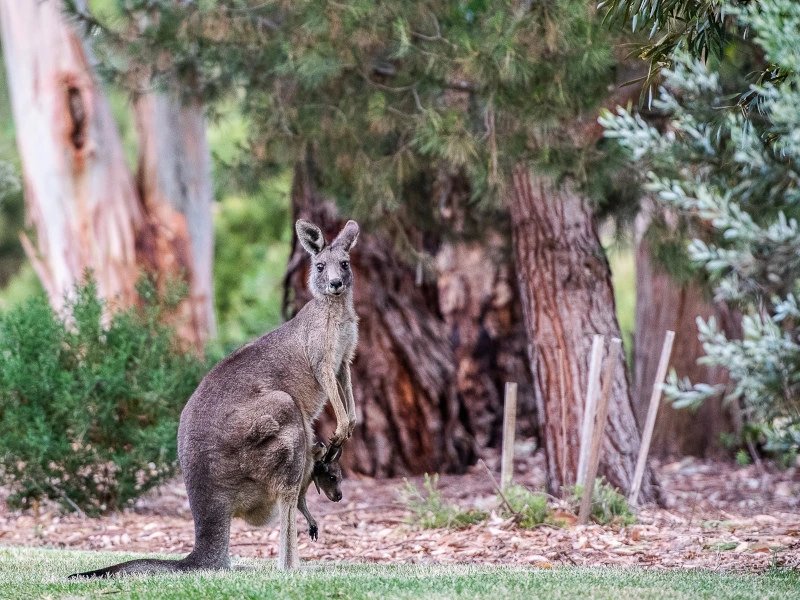 Kangaroos in den Grampians