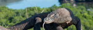Komodowaran auf Komodo