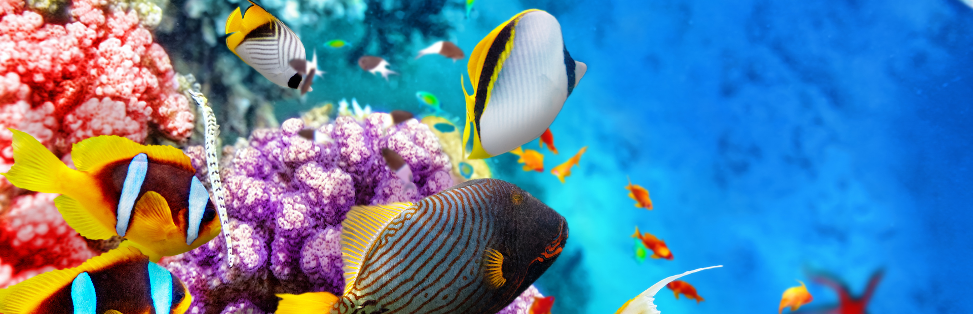 Unterwasserwelt Südsee Fische Ozeanien