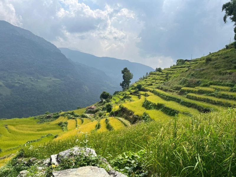 Grüne Reisterrassen beim Poon Hill Trek in Nepal