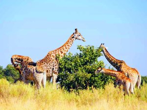 Giraffen in Südafrika