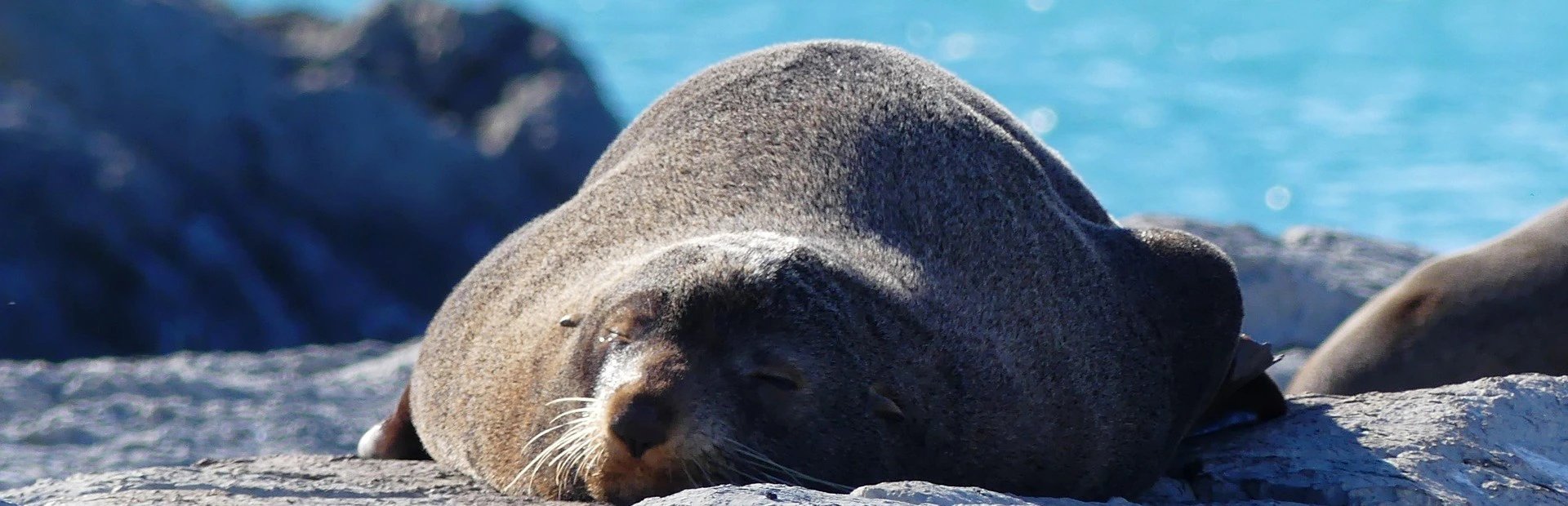 Robbe schläft auf einem Felsen im Meer in Neuseeland.
