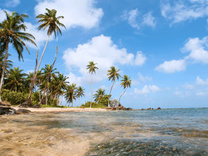 Strand mit Palmen auf den Corn Islands in Nicaragua