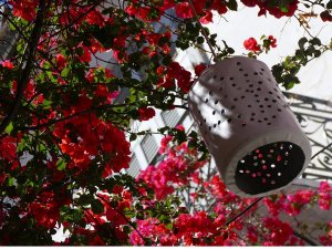 Lampe in einem rosarot blühendem Busch