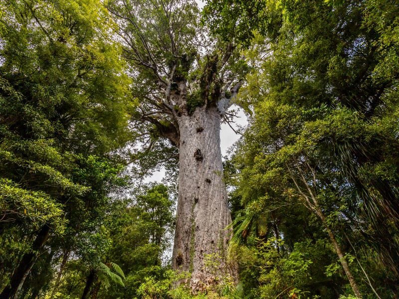 Kauri Baum in Neuseeland
