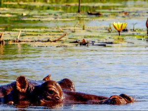 Nilpferd streckt seinen Kopf aus dem Wasser mit einer gelben Seerose im Hintergrund in Botswana