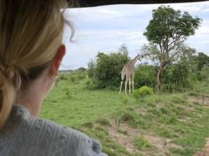 Uganda Murchison Falls Gamedrive Giraffen Sichtung