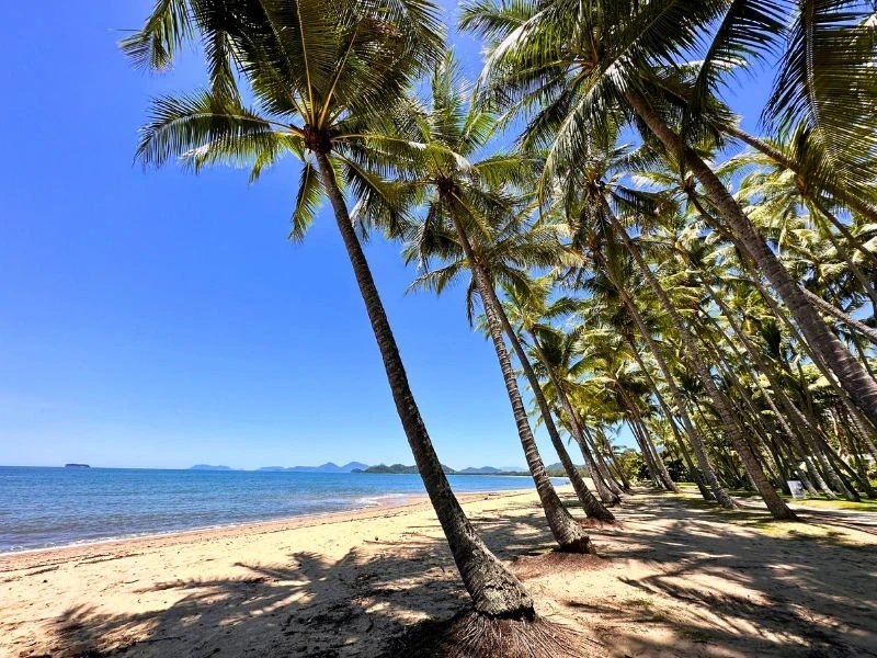 Palmen am Strand in Palm Cove