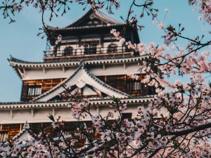 Kirschblüte in Japan