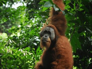 Alpha Orang-Utan am Baum im Dschungel bei Bukit Lawang auf Sumatra
