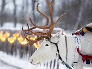 Rentier in Lappland