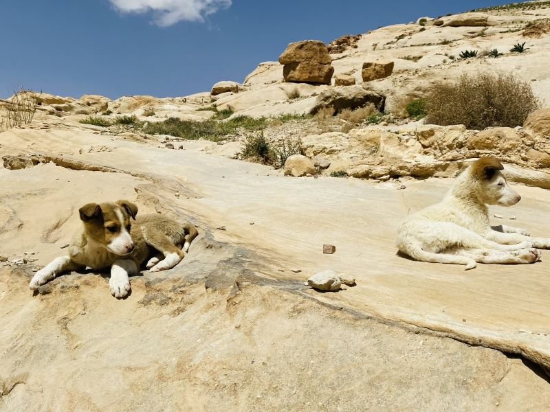 Hunde in Jordanien