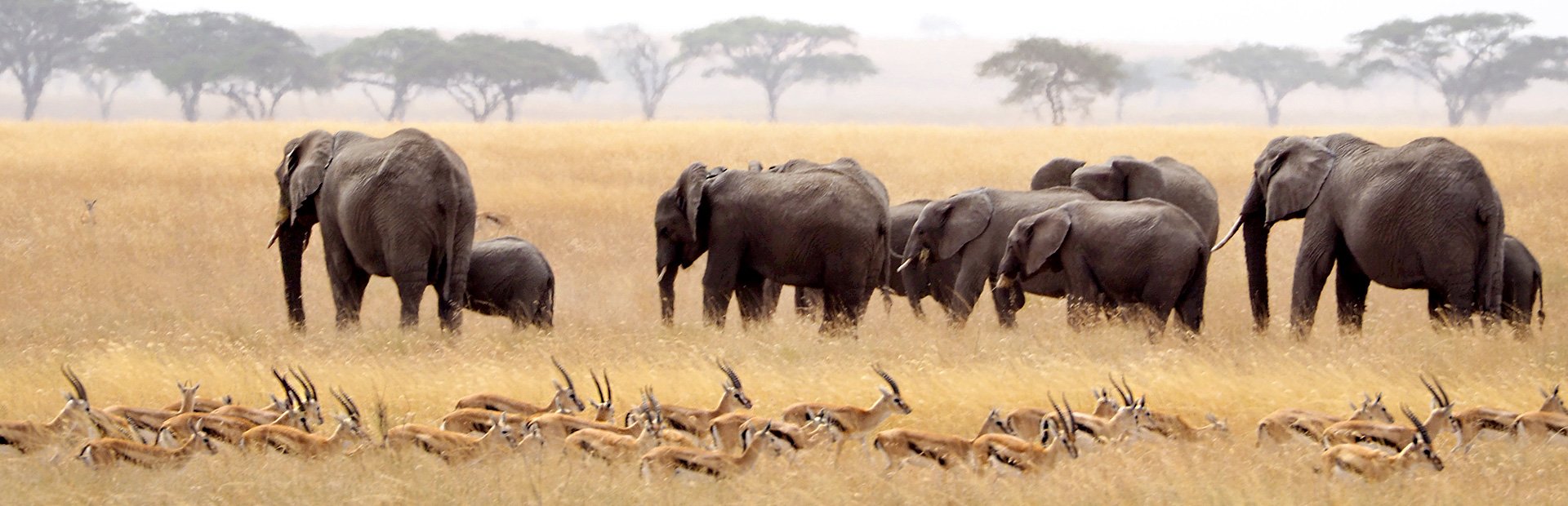 Elefantenherde in der Serengeti Tansania