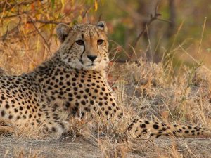 Südafrika Safari Gepard