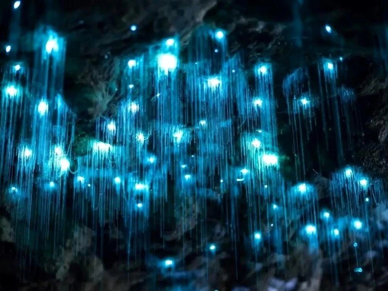 Glühwürmchen Höhle