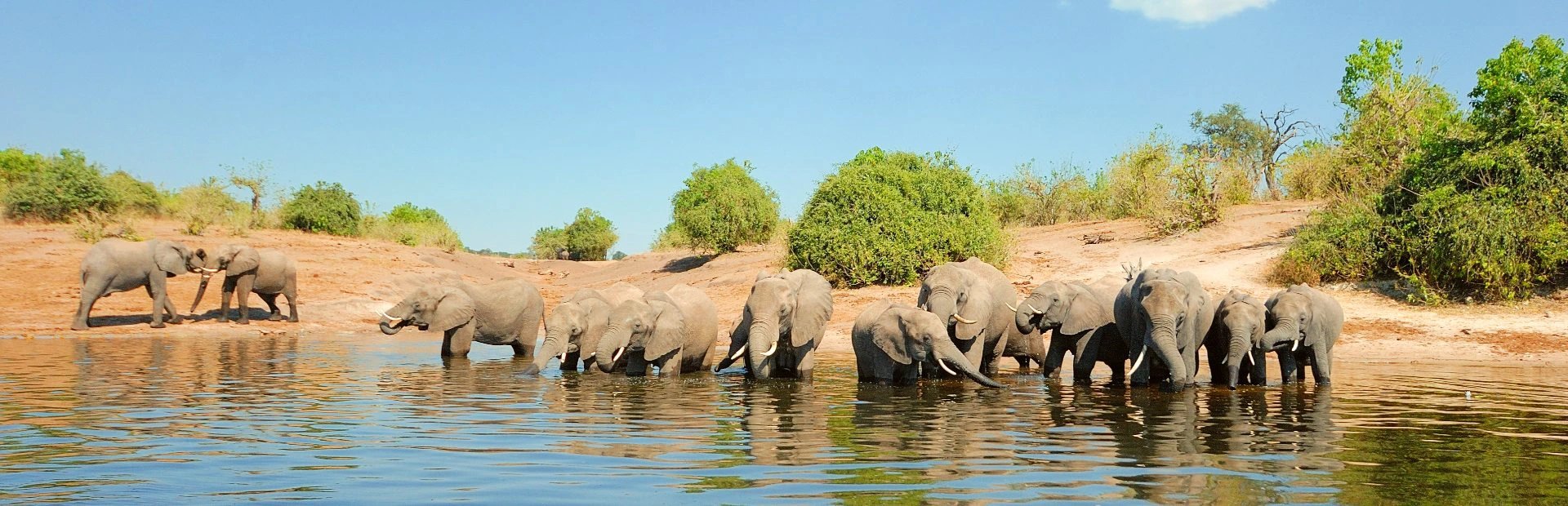 Elefanten am Fluss in Botswana