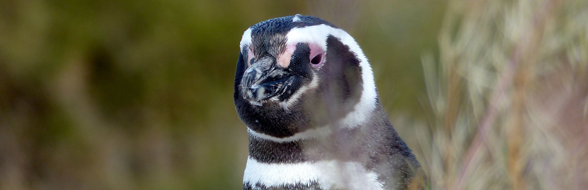 Pinguin in Argentinien