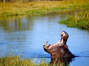 Flusspferd im Okavango Delta