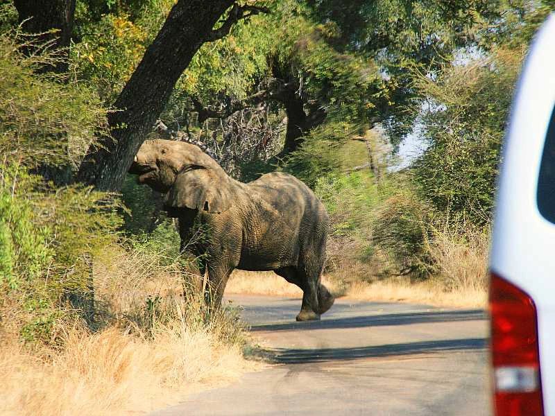 Rundreise mit der Familie in Südafrika auf Safari