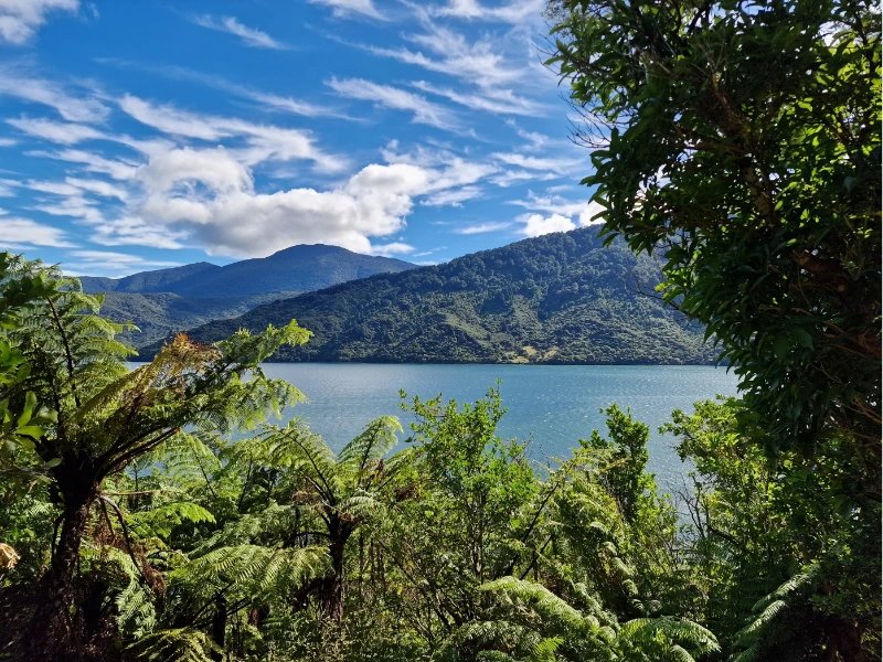 Aussicht auf die Marlborough Sounds