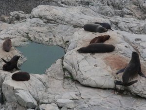 neuseeland kaikoura seehunde