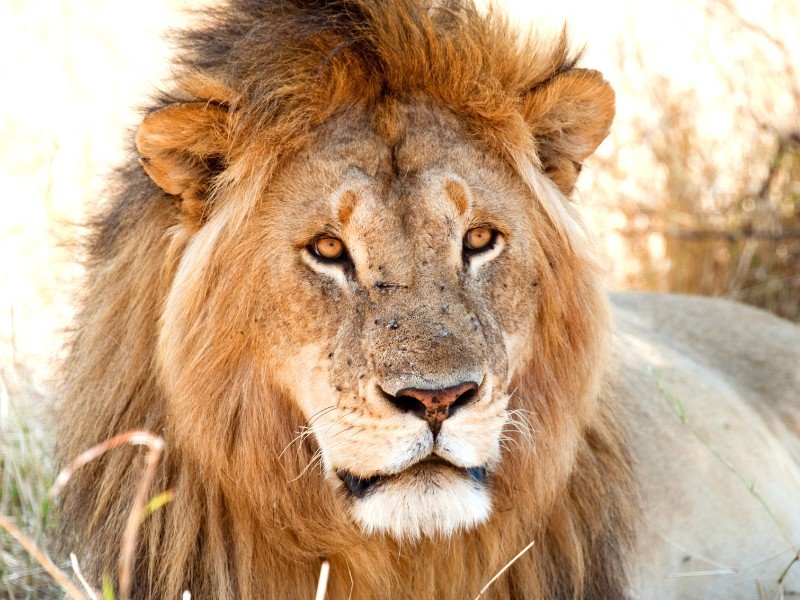 Löwe in der Serengeti Tansania