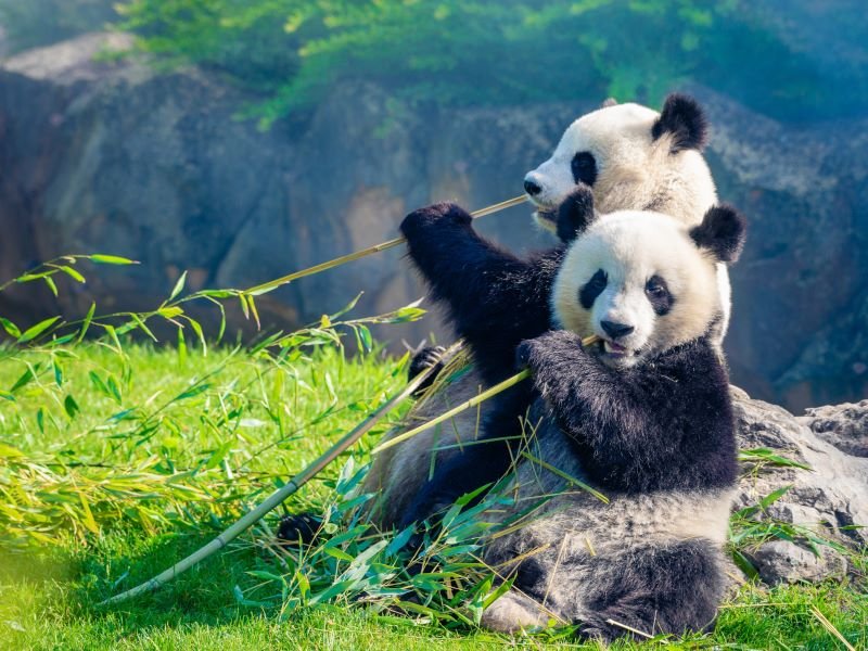 Pandas in Chengdu in China