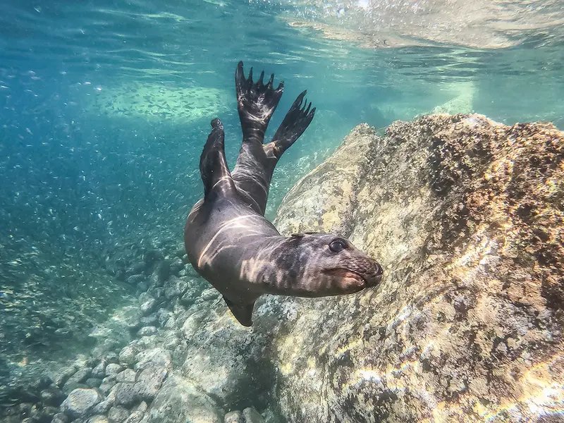 Robben im Wasser in Südafrika