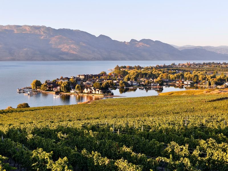 Weinberge von Kelowna
