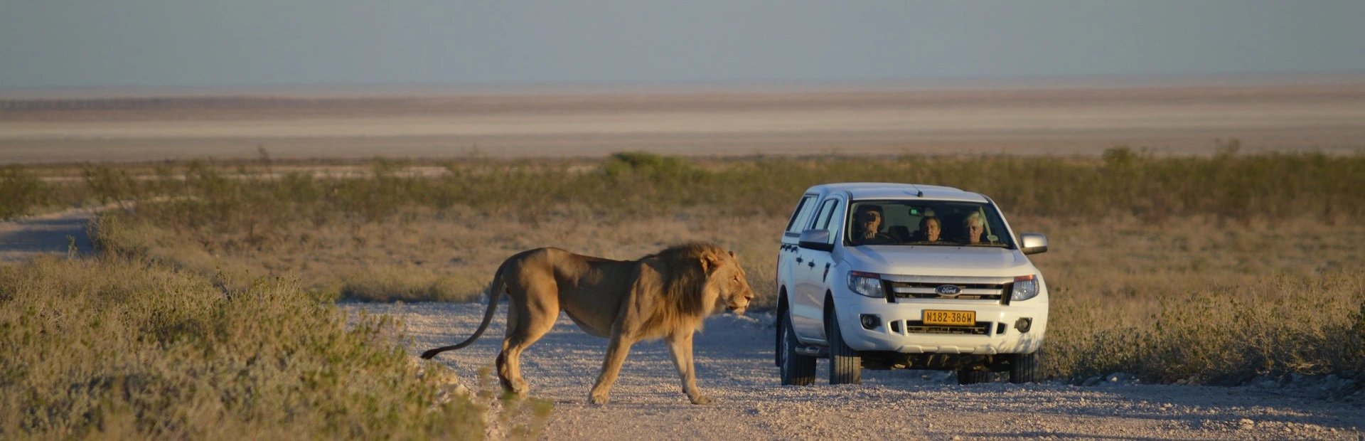 Löwe bei der Selbstfahrersafari in Namibia