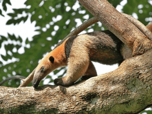 Ameisenbär auf einem Baum in Costa Rica