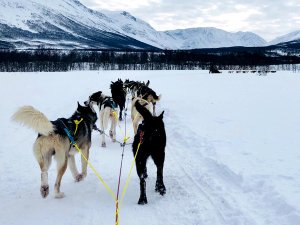 Huskyschlittentour im Winter