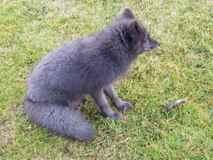 Blaugrauer Polarfuchs sitzt im Gras neben einem Fisch in Island