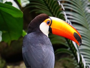 Tukan in Costa Rica