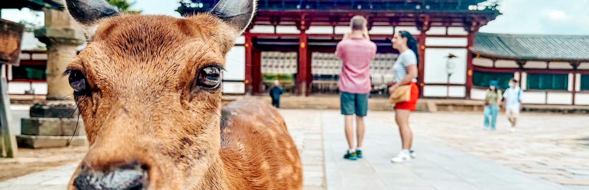 Reh vor japanischem Tempel