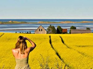 Frau fotografiert die gelb blĂĽhenden Felder auf Prince Edward Island in Kanada