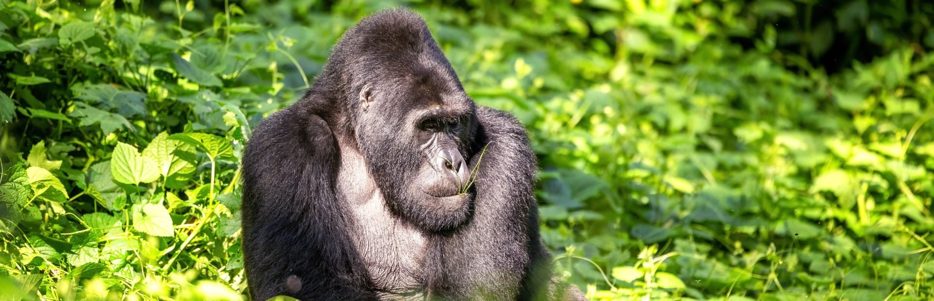 Uganda Gorilla