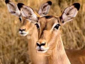 Two impalas in golden dry grass, with the front one looking ahead in South Africa
